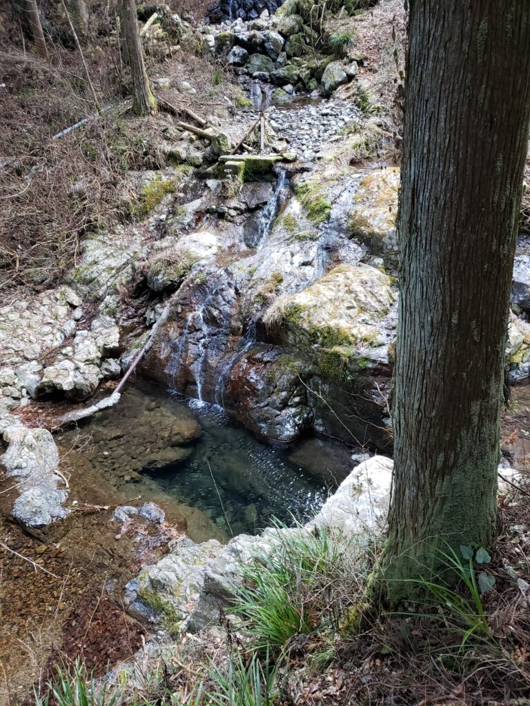 払沢の滝へ向かう間の木々や水たまりの様子